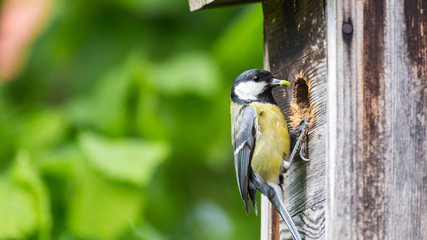 great tit in front of the nesting box
