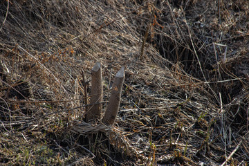 ? beaver gnawed tree growing by the river