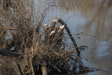 ? beaver gnawed tree growing by the river