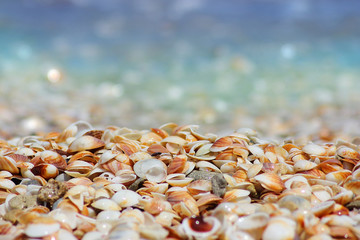 Fototapeta na wymiar natural seashells on the sea shore