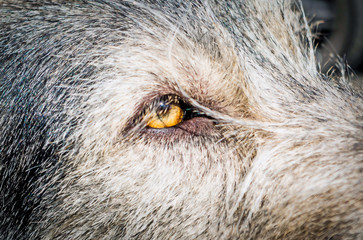 Close Up of an Eye
