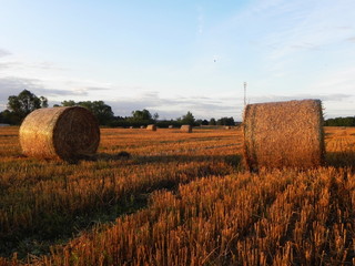 Haystacks on the summer field. Harvested hay on a beautiful summer field.  Details and close-up.