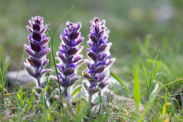 Ajuga orientalis, Ajuga genevensis, Lamiaceae. Flowers in the wild nature. Fresh sprouts of...