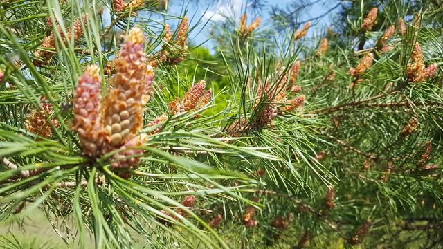 Pine tree with young pine cones in the spring forest. Close up, sunny day, light breeze, 4k video.
