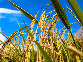 rice plant in field on farm in Rio Grande do Sul state, Brazil