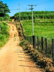 Fototapeta na wymiar Tree and fence on the countryside, in Brazil