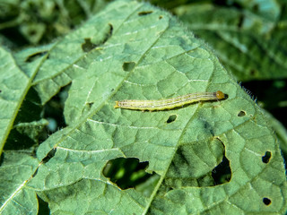 A worm eating the leaf of soy plant
