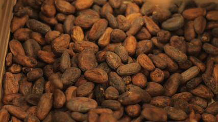 Background of chocolate beans collected on a plantation for sale
