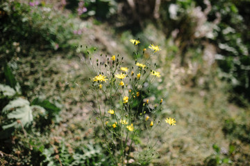Obraz na płótnie Canvas blurred Background of wildflowers. Space for text.