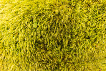 Moss on a forest floor.  St. Mary's River State Park, Leonardtown, MD, USA.