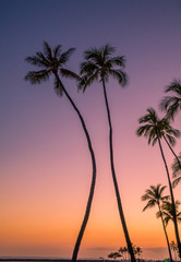 Fototapeta na wymiar Palms curved by the ocean at sunset
