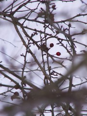 Hagebutten im Winter