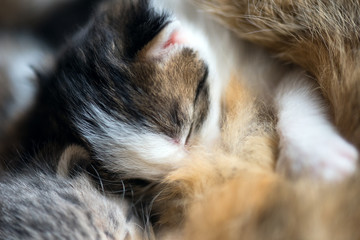 A feral cat feeds the kittens. Little two-week kittens suck milk © mila103