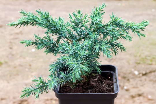 Juniperus squamata Hunnetorp (flaky juniper or Himalayan juniper) in pot