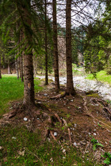 Alberi nel verde bosco in Trentino