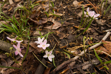 Pink flowers on a forest floor.  St. Mary's River State Park, Leonardtown, MD, USA.