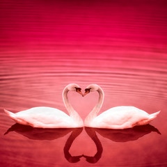 Couple of swans in love circle. Red abstract water background with a delicate wave.