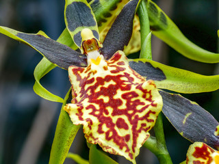 interest close-up of a colored orchid