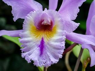 big close-up of a rose orchid
