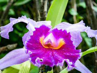 great close-up of a pink orchid