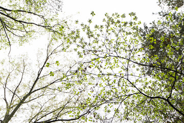 Looking up at flowering trees.  Leonardtown, MD, USA.