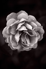 A close-up of a single rose on a black background. Macro of a single isolated rose blossom. Black and white photo of a lovely rose bloom.Monochrome picture of a naturally tender flower.    