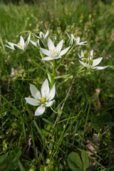 White flowers in a forest.  Leonardtown, MD, USA.