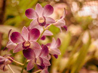 Fototapeta na wymiar fantastic close-up of a red orchid