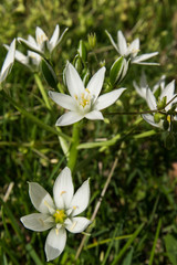 White flowers in a forest.  Leonardtown, MD, USA.