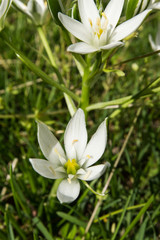 White flowers in a forest.  Leonardtown, MD, USA.