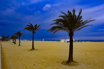 Palms tree over beach of Gandia