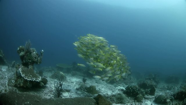 A school of Bigeye Snapper  on a colorful healthy coral reef. South Raja Ampat dive site Parondi Sea Mount 4k footage