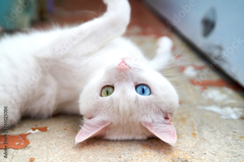 White Cat With Different Eyes Odd Eyed Kitten Cat With 2
