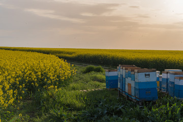 Bee hives in a field.Bees in a beehive