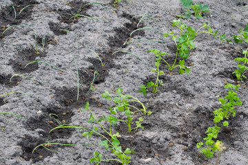 Young seedlings of leek; celery and parsley growing in the garden.