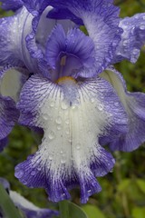 Iris viola con gocce di pioggia