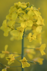 Obraz premium Yellow field of oilseed rape.Field of yellow flowers