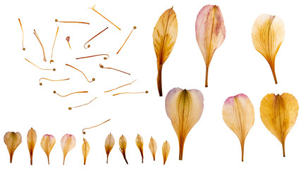 Dry and pressed stamens and petals of lily flowers. Herbarium. Dry plants. Petals set