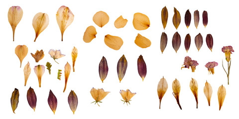 Dry and pressed flower petals. Herbarium. Dry plants. Petals set