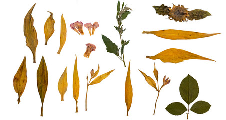 Dry leaves. Herbarium. Isolated on white background. A set of dry and pressed leaves.