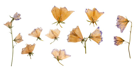 Dry and pressed flowers of forest bells isolated on white background. Herbarium. Set.