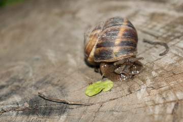 Large snail crayfish on a wooden background in spring crawling for design