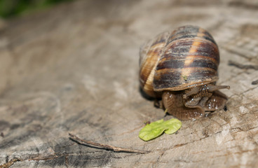 Large snail crayfish on a wooden background in spring crawling for design