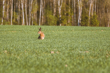 Furry rabbit having a feast in a golden wheat field in warm evening sunset. Rabbit hopping around carelessly is warm spring colors. 