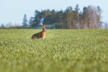 Furry rabbit having a feast in a golden wheat field in warm evening sunset. Rabbit hopping around...