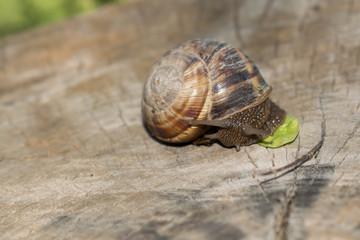 Large snail crayfish on a wooden background in spring crawling for design