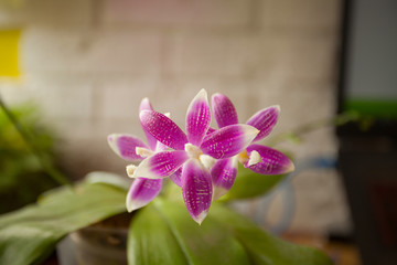 Fototapeta na wymiar Beautiful rare orchid in pot on blurred background