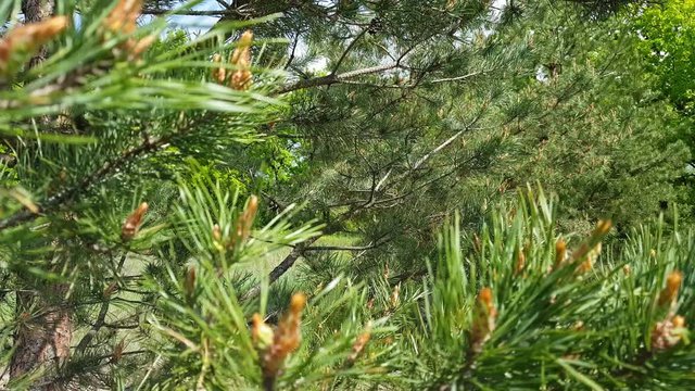 Pine tree with young pine cones in the spring forest. Close up, sunny day, light breeze, 4k video.