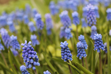 Delicate blue spring flowers on the grass close-up