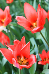 Beautiful red tulips closeup on green grass background in spring Park